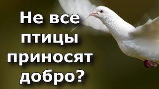 Не все птицы приносят добро. Если накакала птичка, важно знать какая.