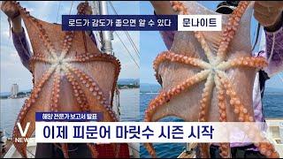 [피문어는 지금부터 마릿수 시즌입니다] 문어로드의 감도가 좋으면 이렇습니다
