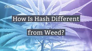 What Is Hash and How Is It Different From Weed?