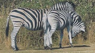 zebras in the wild