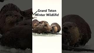 Otters, moose, coyotes and more this winter in Grand Teton! #wildlife #photography #outdoors #travel