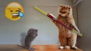  Funniest Cats and Dogs  New Funny Catss 2024 