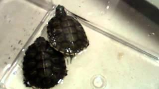 HOW TO SET UP A BASIC TURTLE TANK