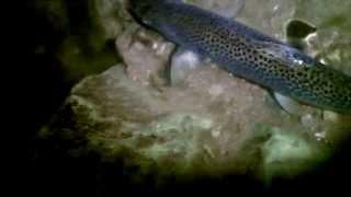 Sea Trout on the Fly at night. "September" ( HD )