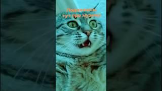 Коты или собаки? #techno #funny #cat