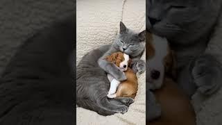 “Wrapped in Love: A Cat’s Gentle Hug” #CatAndDog #CuddlyPets #AnimalLove #WholesomeMoment