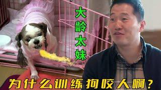 12歲西施犬咬人10年，訓犬師卻說是被教出來的，純屬自作自受