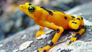 Finding The Panamanian Golden Frog | Close Encounters | BBC Studios