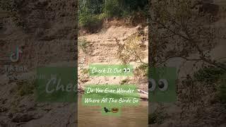 Check Out All These Little Bird Houses#birds #birdhouses #river #nature #wildlife  #kayak #floatin