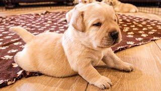 The Best Labrador Videos of 2023!!