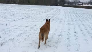 Dingo on his walk