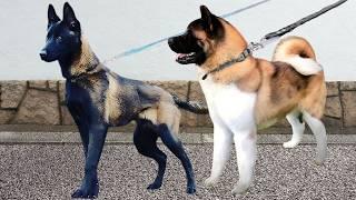 These Are 10 Medium Sized Dog Breeds