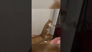 Here comes your little cat gladiator!#funnycatvideos  #crazycat    #catfunny    #fyp