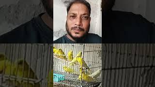 #saju