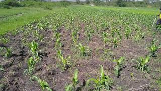 herbicide application in maize farm, Lambwe. Governor 580