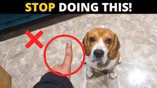 7 Mistakes that Shorten your Beagle's Life