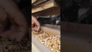 Easy way to Feed Racing homer Pigeon | Racing Pigeon | Kabutar