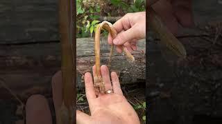 How to make sinew #survival #bushcraft #primitive #outdoorskills #camping  #naturelover