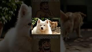 #samoyed & Golden #hài #humor #haihuocvn90