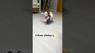 Собака убийца #смех #shorts