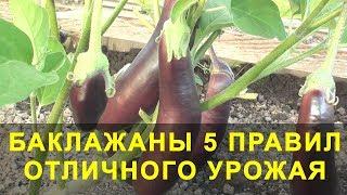 Баклажаны 5 Правил Отличного Урожая. Выращивание баклажан.