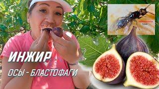 Fig and wasp - blastophage | Where do the worms in figs come from?