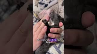 Sick squirrel recovers and returns the favor to its rescuer #squirrel #shorts #animals #healing