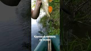 Крупный голавль на жука  Рыбалка #fishing #shorts