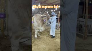 bhot masoom tha || maweshi mandi|| we miss u #cow #bull #cowmandi