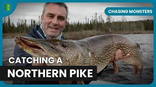 Hunting a Predatory Northern Pike - Chasing Monsters - S05 EP504 - Fishing Show