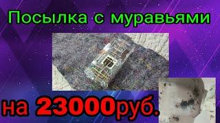 Муравьи на 23000руб распоковка посылки с редкими экзотическими муравьями AntGart дорогие муравьи