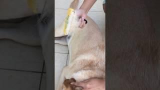 Criando Labrador - Testando o Furminator