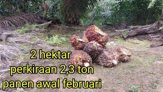 Panen pertama Februari 2,3 ton