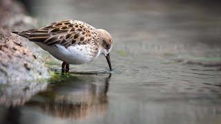 Live Aviary Cam - Monterey Bay Aquarium