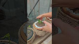 Plant parenting 🪴 #shorts #homeessentials