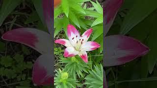 Lollypop Asiatic lily. It’s my earliest lily to bloom, always the first one. Zone 6a 