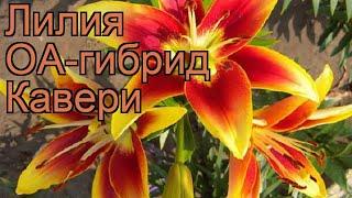 Лилия оа-гибрид Кавери (lilium oa-hybrid koveri)  Кавери обзор: как сажать, луковицы лилии Кавери