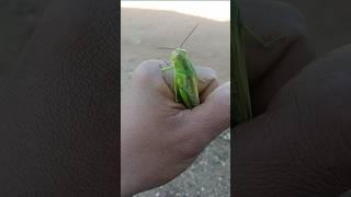 this grasshopper is very big#insects #nature #grasshopper