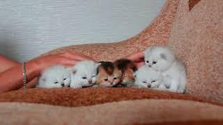 6 kittens