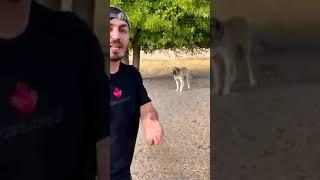 Köpeği sevmeye çalışıyorumdur: #shorts #delimine #komikvideo #keşfet