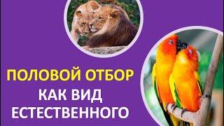 17. Половой отбор как вид естественного