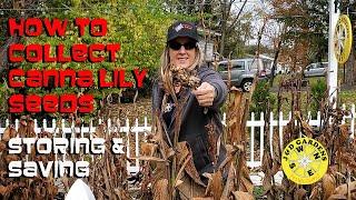 How To Collect Canna Lily Seeds & Storing & Saving Them 2021 - Episode 4