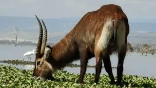 Waterbuck | Amazing Animal in The World | World Info #waterbuck.