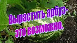 Арбузы в средней полосе России. Маленькие хитрости при высаживании рассады в грунт.