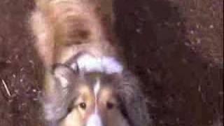 Doggy Slides