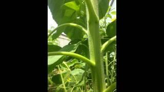 Climbing a giant 11 foot Sunflower