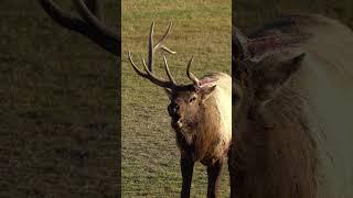 Don’t play with me  #elk #wapiti #mountains #wildlife #hunting #rut #photography