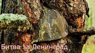 Ленинградский фронт. Синявино, Роща Круглая, Гонтовая Липка,- WWII Metal Detecting