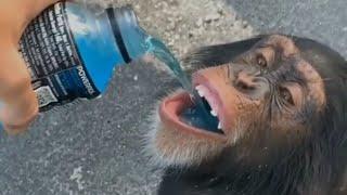 Funniest Monkeys - Funny Monkey and Gorilla Videos Compilation #2 Best Of 2021 | Fanzik Animals