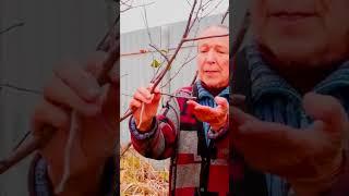 плодовые прутики